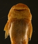 Pseudancistrus carnegiei 23 mmSL FMNH 58351 ventral head